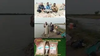 ground baits always makes Good results in carp fishing||چرائی