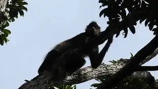 Ateles geoffroyi  (Mono ara&ntilde;a centroamericano - Central American Spider Monkey)