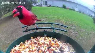 Smart Bird feeder - Northern Cardinal (Male)