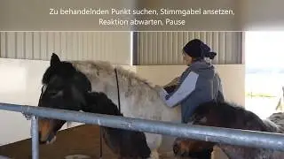 Anwendug einer Stimmgabel bei Pferden