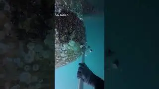 Part 8| Propeller Scraping (08) 20x 30mm barnacles manual cleaning with spatula #work #worklife #a