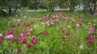 La Resolana, treasured Pueblo family farm, needs community&rsquo;s help to continue growing their peonies