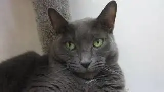 Update-I've been adopted! We all LOVE GRAVY BEST LAP CAT in the world!