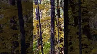 Woodland Adventure #woods #forest #explore #ghibli #lofi #fall #leaves #yellow