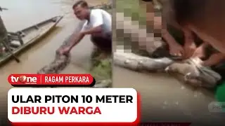 Kerap Mangsa Ternak, Warga Tangkap Ular Piton Sepanjang Sepuluh Meter di Sumsel | Ragam Perkara