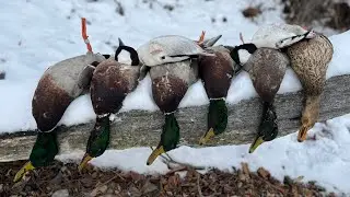 Duck hunting big water! (Banded bird)