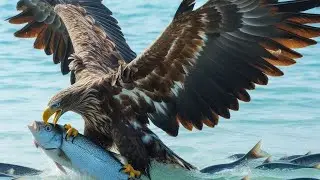 Top 10 Eagles Hunt Their Prey Without Mercy