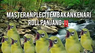 masteran pleci||kenari roll panjang