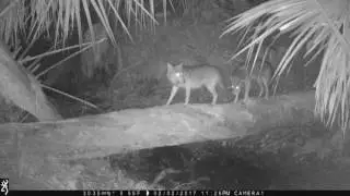 17' Video Contest - Arthur Windsor FL
