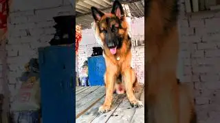 German Lipstick😱#viralvideo #trending #shorts #youtubeshorts