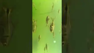 liberamos una serpiente