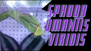 o SPHODROMANTIS VIRIDIS sł&oacute;w kilka
