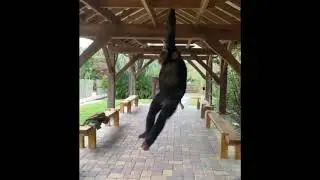 Human v Chimpanzee brachiation