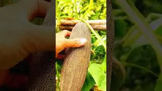 A Huge Cucumber 🥒