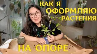 ВЛОГ 🌿 огромные ЗАМИОКУЛЬКАС и АЛОКАЗИЯ нуждаются в ОПОРАХ | КАК я формирую ХОЙЮ на ОПОРЕ 🪴