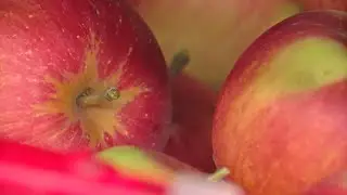 Good Question: How Did Apples Get Their Names?