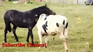 Super murrah bull cross best ever video