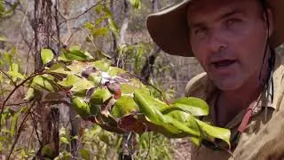 Green Tree Ants (Oecophylla smaragdina) - Natural Curiosity