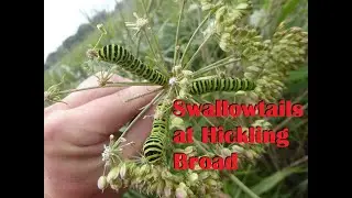 Hickling Broad Swallowtails