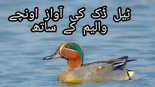 Teal Duck Sound | Teal duck call