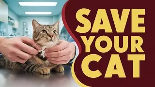 The Ultimate Guide to Cat First Aid 2025: Be Prepared!