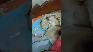 dog is very dangerous situation 🤕 লাস্ট লড়াই #indiandog #animalelover #dogvlog