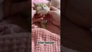 Kitten massage ! British shorthair kitten