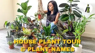 House Plant Tour | August 2019 x Plant Names
