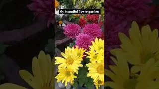 My Terrace Flower Garden | Flower Garden Overview | Flower Garden in Rooftop #flowergarden #flowers