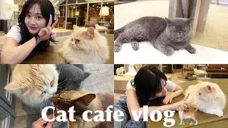 【猫カフェ🐈】可愛すぎる猫様たちに遊んでもらいました🐈Japanese cat cafe vlog.