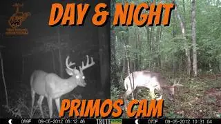 Primos Cam - Videos