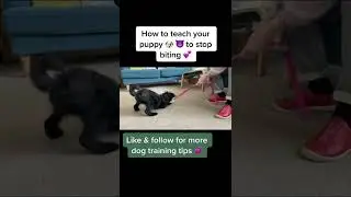 Struggling with puppy biting?