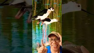 Witness the fascinating life of a Black-winged Stilt couple in action! #shorts