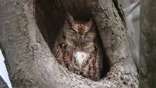 A North American Eastern Screech Owl (rufous phase) sleeps as it roosts in a tree cavity