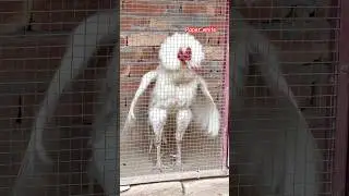 My paper white rooster #viralvideo #ytshorts #chicken #aseelmurga #white #murga #hera
