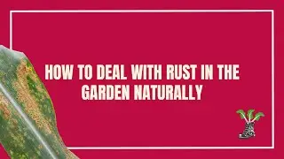 How To Deal With Rust In Your Garden The Natural Way