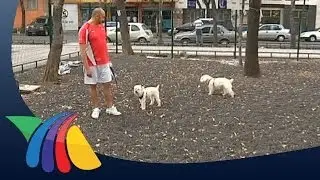 Construyen parque para perros