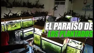 Este Acuario Es Un Paraíso!