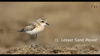 Lesser Sand Plover