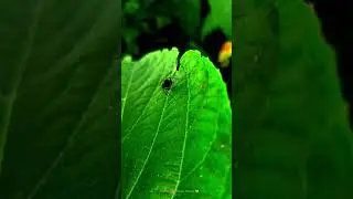 #videography #nature #eventvideography