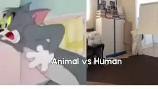 The effective of COVID-19: Animal vs human