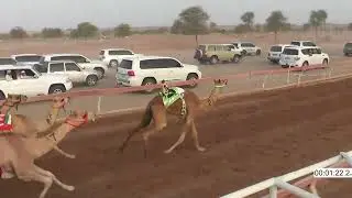 R11 5 8 2023F الشوط(11 اضافي) الشاهينيه للسيد/ مفتاح عبيد علي الخاطري