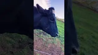 cowboy bebop|cowboy bebop netflix|Mother and baby Cow |cow farms |Shorts feeds
