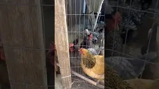 Backyard Chickens 🐓 #chicken #usa