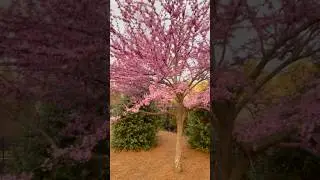 North Carolina Cherry tree blossom