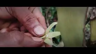 Hand Pollination of Vanilla flower