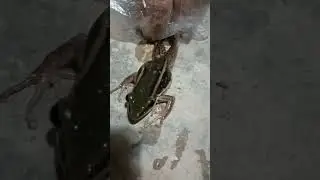 Catch Frog while Floating in Bucket #catch #frog #floating #bucket #shortsviral