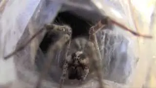 Walking with Arachnids in the Natural History Museum's Spider Pavilion
