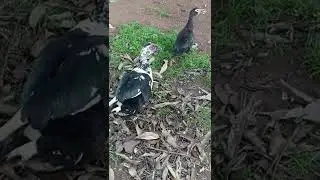 beautiful ducks/entenvogel  friendly evening wander
