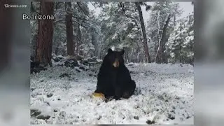 Late May snow continues in northern Arizona